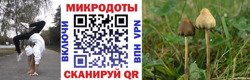 Псилоцибиновые грибы Cubensis  Талица 